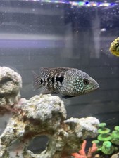 cichlid fishes for sale cichlid fishes for sale Manvel