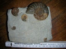 fossilien ammonit gebraucht kaufen fossilien ammonit gebraucht kaufen Sinsheim