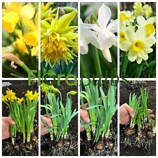 Daffodil bulbs green for sale  WISBECH