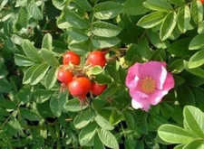 Graines rosier rugueux d'occasion  Paris II