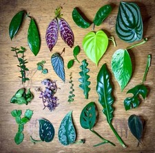 Tropical plant mystery for sale  Tucson