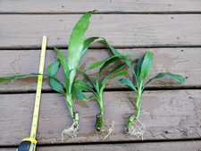 Janet craig plants for sale  Louisville