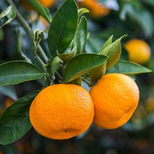 Calamondin tree inch for sale  Cleveland