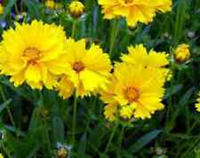 COREOPSIS GRANDIFLORA TEXAS 100 SEMENTES FRESCAS FRETE GRÁTIS EUA comprar usado  Enviando para Brazil