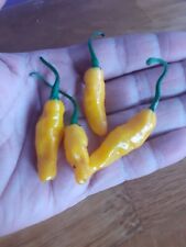 Yellow submarine chilli for sale  THORNTON HEATH
