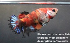 Thailand live betta d'occasion  Expédié en Belgium