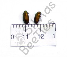 *** BEETLES, (252401) , Chrysomelidae ssp.   , Angola **** comprar usado  Enviando para Brazil