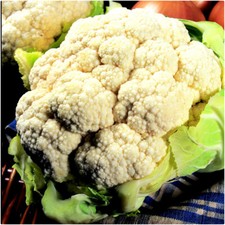 Cauliflower year round for sale  LINCOLN