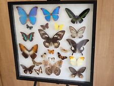 Butterflies rare vintage for sale  NORWICH