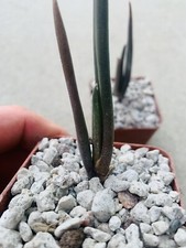 Aloe suzannae rare for sale  Carlsbad
