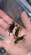 Live marsh fiddler for sale  Fogelsville