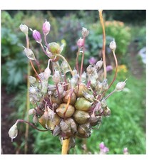 Babington leek bulbils for sale  ABERDEEN