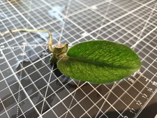 orchid house plant for sale orchid house plant for sale LONDON