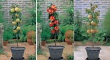 Dwarf patio fruit for sale  ROCHESTER