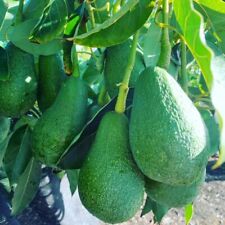 Grafted avocado fuertetropical for sale  USA