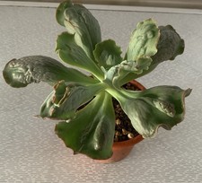 Echeveria cameo usato  Monte San Vito