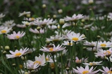 Live shasta daisy for sale  USA