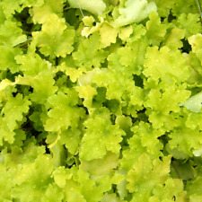 Heuchera lime marmalade for sale  UK