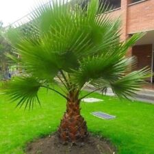 Washingtonia robusta mexican for sale  MANCHESTER