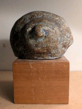 Coquillage pique fleur d'occasion  Paris XIII