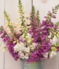 Foxglove live potted for sale  Holland