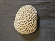 brain coral for sale  LISKEARD