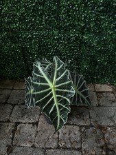 Huge alocasia amazonica for sale  Vero Beach