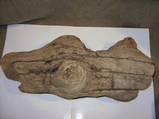 Large driftwood for sale  IPSWICH