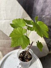 Grape cutting vine for sale  Baldwin Park