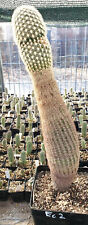 Echinocereus grandis isla gebraucht kaufen  Alzenau
