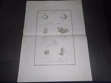 1797 incisione rame usato  Roma