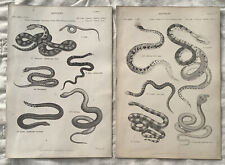 Amazing snakes reptile for sale  Trumbull