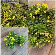 Stk waldsteinia ternata gebraucht kaufen  Marienhafe