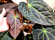 Anthurium blue velvet for sale  Chicago