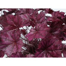 Heuchera campanella viola usato  Spedire a Italy