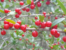 Yaupon holly seeds for sale  Chipley