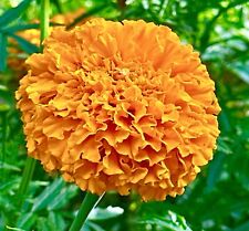 African marigold tall for sale  DEWSBURY
