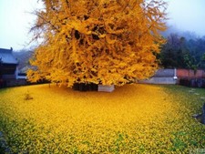 Gingko biloba tree for sale  Paducah