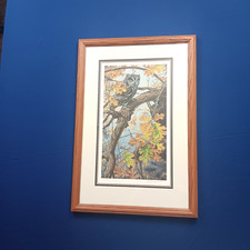 Screech owl framed for sale  Milwaukee