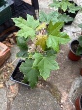 Pacific sunset maple for sale Pacific sunset maple for sale  BENFLEET