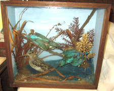 Taxidermy kingfishers snipe for sale  ST. HELENS