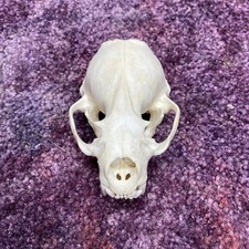 Real wild otter for sale  Ellis