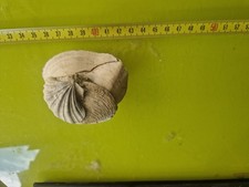 Lastra conchiglie fossili usato  Domodossola