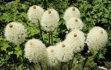 100 bear grass d'occasion  Expédié en Belgium