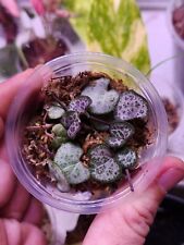 Ceropegia woodii string for sale  Callahan
