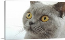 Artcanvas british shorthair for sale  Niles