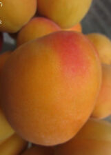 Abricotier enorma prunus d'occasion  Metz-