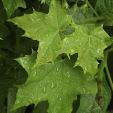 Sycamore maple trees for sale  NEWTOWNARDS