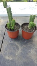Bridgesii sacred cactus for sale  Davenport