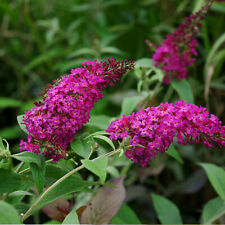 Buddleja davidii royal gebraucht kaufen  Mönchengladbach